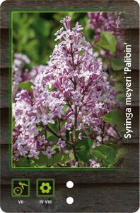 Syringa meyeri 'Palibin' 25-30 cm cont. 2,0L