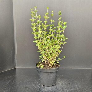 Syringa meyeri 'Palibin' 40-50 cm cont. 5,0L - afbeelding 4