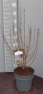 Syringa meyeri 'Palibin' 40-50 cm cont. 5,0L - afbeelding 1