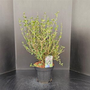 Syringa meyeri 'Palibin' 40-50 cm cont. 5,0L - afbeelding 5