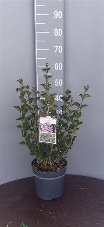 Syringa meyeri 'Palibin' 40-50 cm cont. 5,0L - afbeelding 2