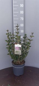 Syringa meyeri 'Palibin' 40-50 cm cont. 5,0L - afbeelding 2
