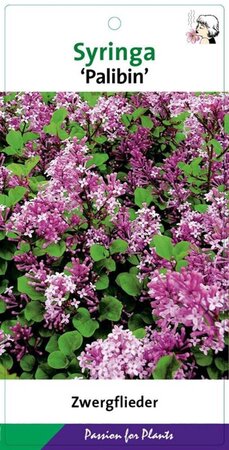 Syringa meyeri 'Palibin' 40-50 cm cont. 5,0L - afbeelding 3