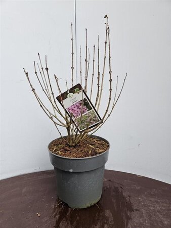 Syringa meyeri 'Palibin' 40-50 cm cont. 5,0L - afbeelding 6