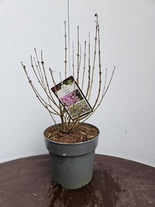 Syringa meyeri 'Palibin' 40-50 cm cont. 5,0L - afbeelding 6