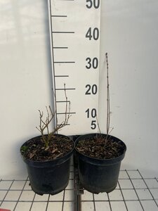 Syringa microphylla 'Superba' 30-40 cm cont. 3,0L - afbeelding 4