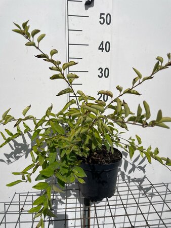 Syringa microphylla 'Superba' 30-40 cm cont. 3,0L - afbeelding 5