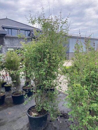 Syringa microphylla 'Superba' 60-80 cm container - afbeelding 1