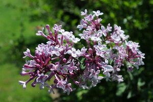 Syringa microphylla 'Superba' 80-100 cm container - afbeelding 2