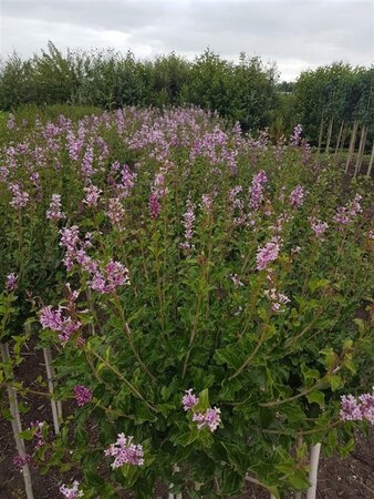 Syringa microphylla 'Superba' 80-100 cm met kluit