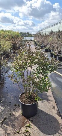 Syringa patula 'Miss Kim' 60-80 cm cont. 15L - afbeelding 1