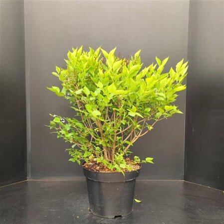 Syringa patula 'Miss Kim' 60-80 cm cont. 15L - afbeelding 2