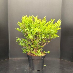 Syringa patula 'Miss Kim' 60-80 cm cont. 15L - afbeelding 2