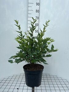 Syringa patula 'Miss Kim' geen maat specificatie cont. 7,5L