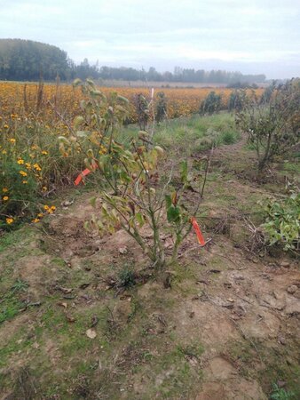 Syringa v. 'And. an Ludwig Späth' 100-125 cm met kluit 5-8 tak struik