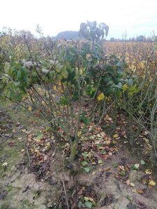 Syringa v. 'And. an Ludwig Späth' 125-150 cm met kluit 5-8 tak solitair