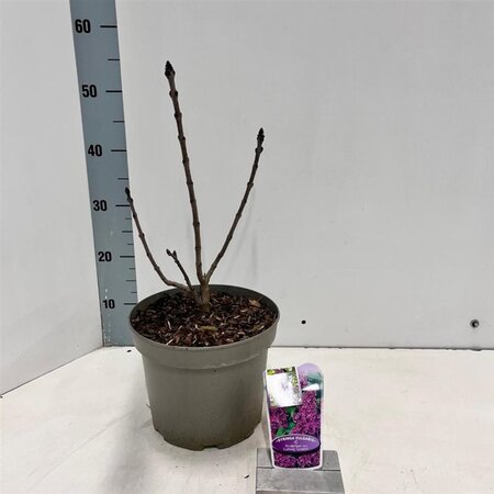 Syringa v. 'And. an Ludwig Späth' 40-50 cm cont. 5,0L - afbeelding 1