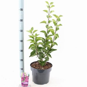 Syringa v. 'And. an Ludwig Späth' 40-50 cm cont. 5,0L - afbeelding 3
