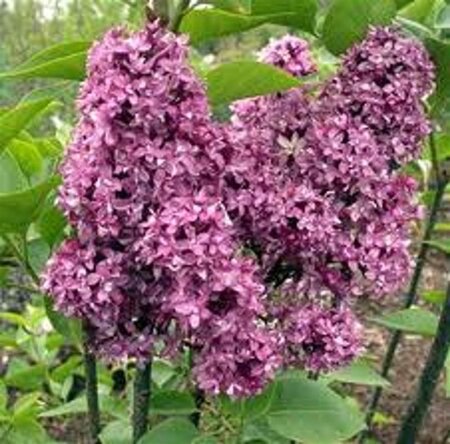 Syringa v. 'And. an Ludwig Späth' geen maat specificatie wortelgoed 5-8 tak struik