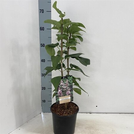 Syringa v. Beauty of Moscow 30-40 cm cont. 2,0L - afbeelding 1