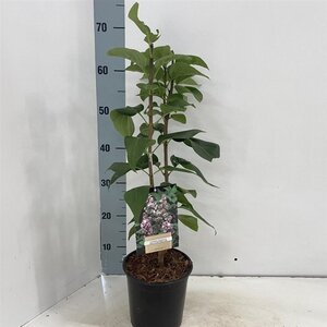 Syringa v. Beauty of Moscow 30-40 cm cont. 2,0L