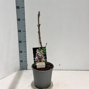 Syringa v. Beauty of Moscow 30-40 cm cont. 2,0L - afbeelding 2