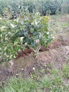 Syringa v. 'Belle de Nancy' 100-125 cm met kluit 5-8 tak struik