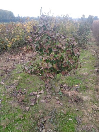 Syringa v. 'Belle de Nancy' 125-150 cm met kluit