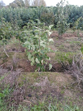 Syringa v. 'Belle de Nancy' 80-100 cm met kluit struik 5-8 tak