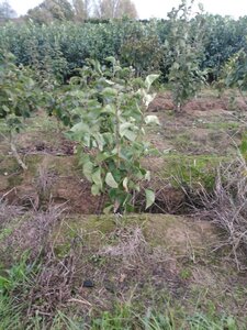 Syringa v. 'Belle de Nancy' 80-100 cm met kluit struik 5-8 tak