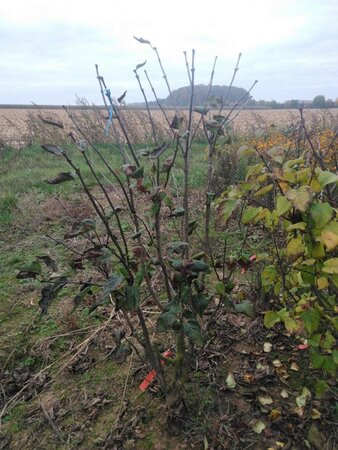 Syringa v. 'Charles Joly' 125-150 cm met kluit 5-8 tak solitair - afbeelding 1