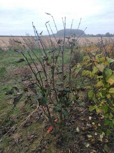 Syringa v. 'Charles Joly' 125-150 cm met kluit 5-8 tak solitair - afbeelding 1