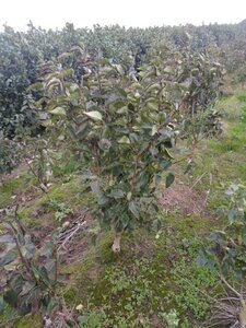 Syringa v. 'Charles Joly' 125-150 cm met kluit 5-8 tak solitair - afbeelding 2