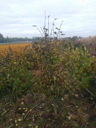 Syringa v. 'Charles Joly' 150-175 cm met kluit solitair