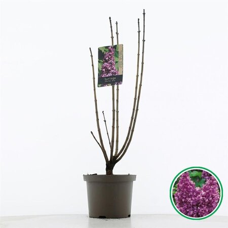 Syringa v. 'Charles Joly' 60-80 cm cont. 5,0L 3-5 tak - afbeelding 1