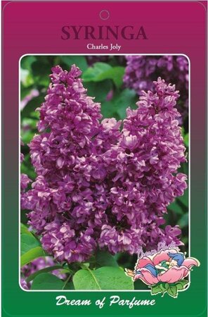 Syringa v. 'Charles Joly' 60-80 cm cont. 5,0L 3-5 tak - afbeelding 2