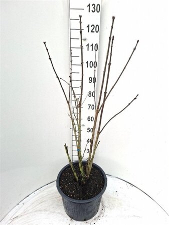 Syringa v. 'Charles Joly' 80-100 cm cont. 20L - afbeelding 2