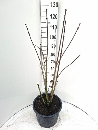 Syringa v. 'Charles Joly' 80-100 cm cont. 20L - afbeelding 1