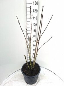 Syringa v. 'Charles Joly' 80-100 cm cont. 20L - afbeelding 1