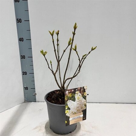Syringa v. 'Mme Florent Stepman' 30-40 cm cont. 2,0L