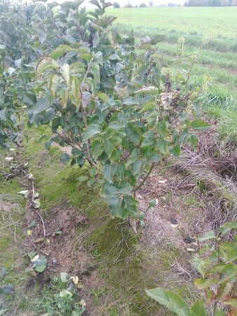 Syringa v. 'Katherine Havemeyer' LAVENDELPAARS 100-125 cm met kluit 5-8 tak struik