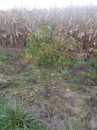 Syringa v. 'Katherine Havemeyer' LAVENDELPAARS 125-150 cm met kluit 5-8 tak solitair