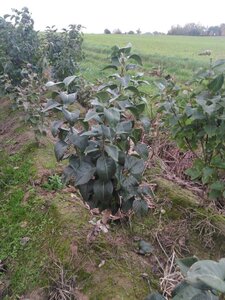 Syringa v. 'Katherine Havemeyer' LAVENDELPAARS 80-100 cm met kluit struik 5-8 tak