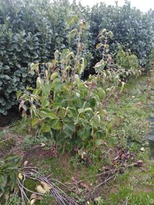 Syringa v. 'Mme Lemoine' WIT 100-125 cm met kluit 5-8 tak struik
