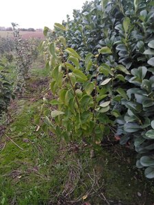 Syringa v. 'Mme Lemoine' WIT 80-100 cm met kluit struik 5-8 tak