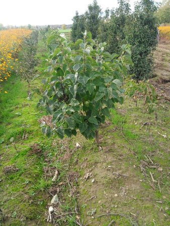 Syringa v. 'Michel Buchner' 100-125 cm met kluit 5-8 tak solitair - afbeelding 2