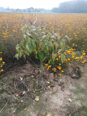 Syringa v. 'Michel Buchner' 100-125 cm met kluit 5-8 tak solitair - afbeelding 1