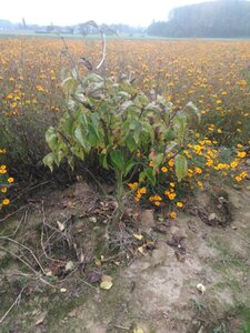 Syringa v. 'Michel Buchner' 100-125 cm met kluit 5-8 tak solitair - afbeelding 1