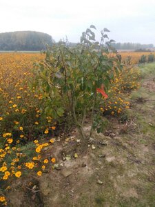 Syringa v. 'Michel Buchner' 125-150 cm met kluit solitair