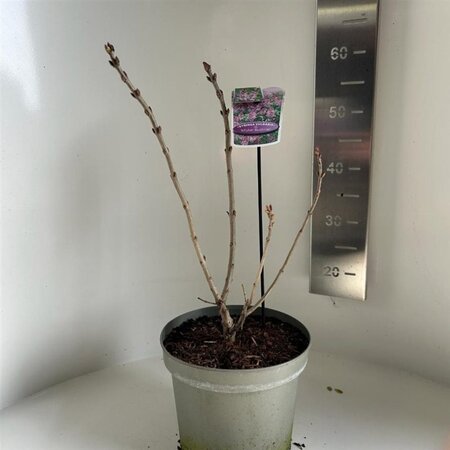 Syringa v. 'Michel Buchner' 40-50 cm cont. 5,0L - afbeelding 1